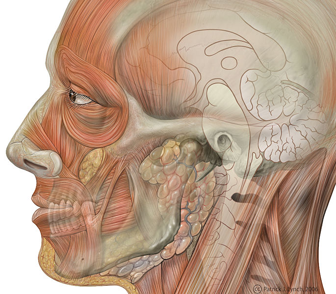 Facial Muscles